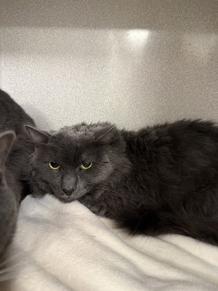 SCAR/ LEGEND BONDED PAIR - Domestic Shorthair / Mix for adoption in Worcester