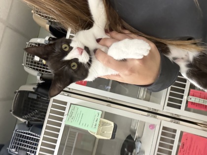 FROYO - Domestic Shorthair / Mix available for adoption