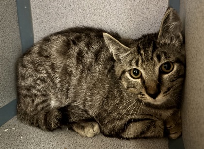 EPISKEY - I AM AT PETSMART FRAMINGHAM