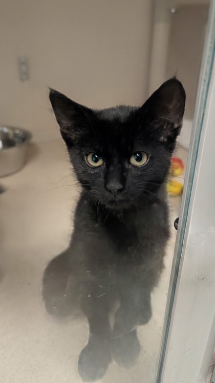 BLARRY - I AM AT PETSMART NORTHBOROUGH - Domestic Shorthair / Mix available for adoption
