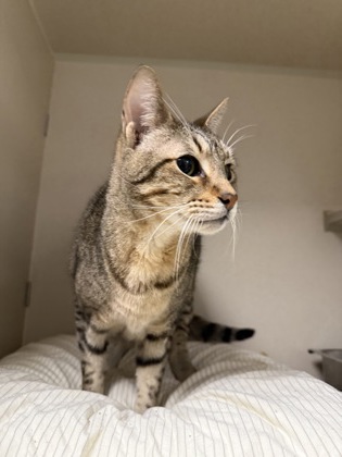 LOVER BOY - Domestic Shorthair / Mix available for adoption