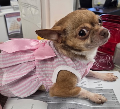 AUDI - Short Coat Chihuahua / Mix available for adoption
