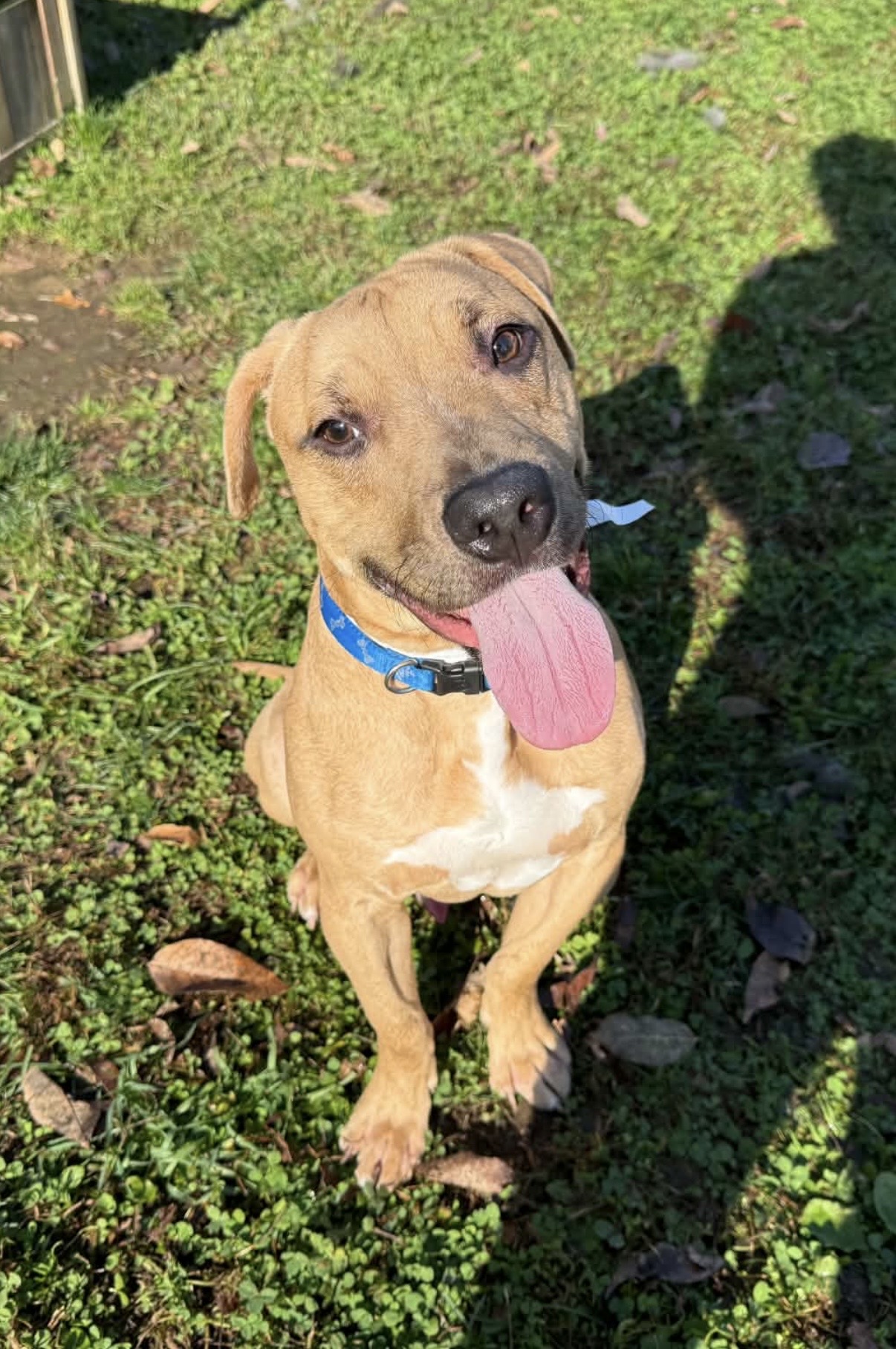 STRYKER - Pit Bull Terrier / Mix available for adoption