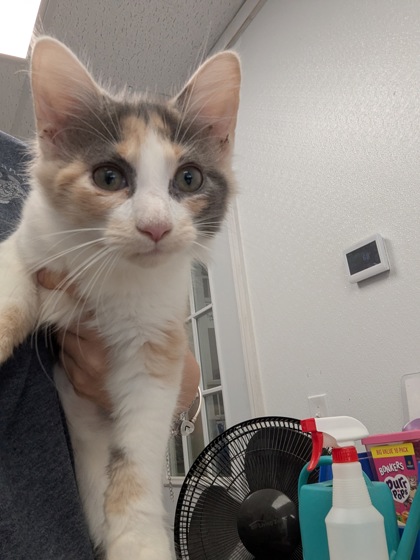 FINGER NAIL-I AM PETSMART FRAMINGHAM - Domestic Shorthair / Mix available for adoption