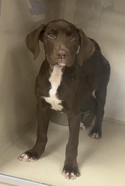 GRAM - Labrador Retriever / Mix available for adoption