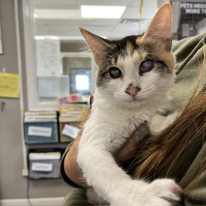 SHIRLEY/LAVERNE - BLIND BONDED PAIR - Domestic Medium Hair / Mix available for adoption