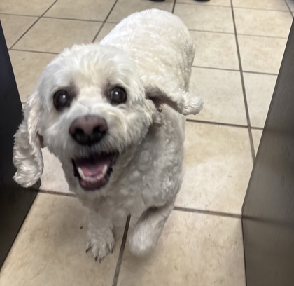 JENNI - American Cocker Spaniel / Miniature Poodle for adoption in Worcester