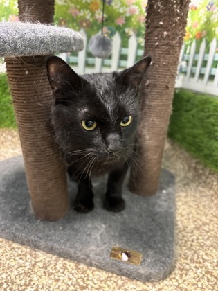 OCTOBER - Domestic Shorthair / Mix available for adoption