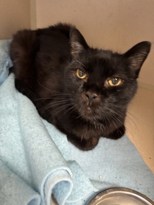 BAKEY - Domestic Shorthair / Mix available for adoption