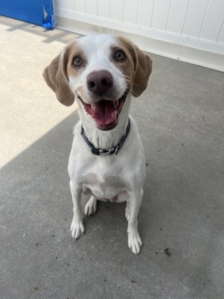 PENNY - Hound / Mix available for adoption
