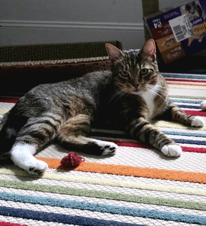 EDWARD/EMMET - BONDED PAIR - Domestic Shorthair / Mix for adoption in Worcester