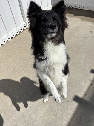 MOWGLI - Samoyed / Siberian Husky available for adoption