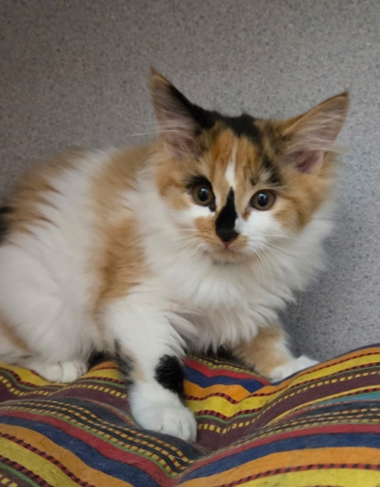 SUNNY - I AM AT PETSMART FRAMINGHAM - Domestic Medium Hair / Mix available for adoption