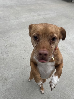 HOPPER - Short Coat Chihuahua / Mix available for adoption