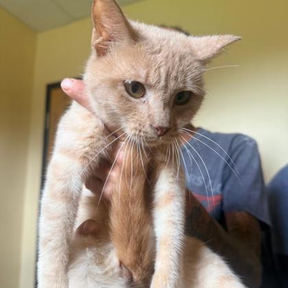 BUCKY - I AM AT PETSMART NORTHBOROUGH - Domestic Shorthair / Mix available for adoption