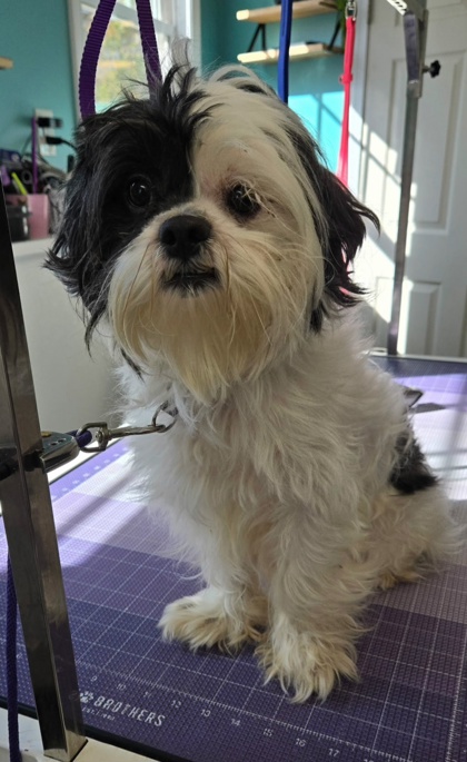 JAX - Shih Tzu / Mix available for adoption