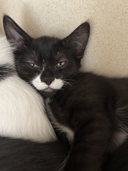 MARLEY - I AM AT PETSMART FRAMINGHAM
