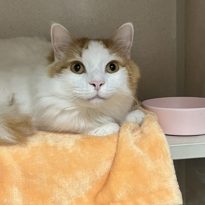 MILES & MILA BONDED PAIR - Domestic Longhair / Mix for adoption in Worcester