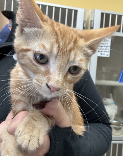 JOE B - I AM AT PETSMART FRAMINGHAM - Domestic Shorthair / Mix available for adoption