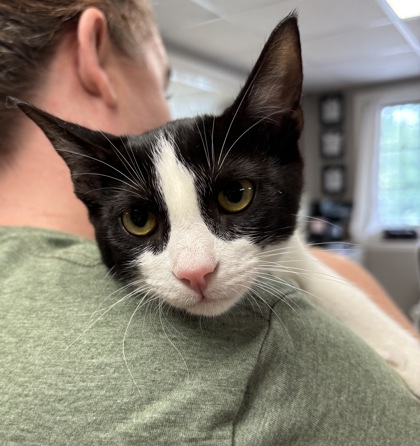 EVIE/GROMIT - BONDED PAIR - Domestic Shorthair / Mix available for adoption