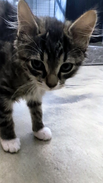 CARL - I AM AT PETSMART FRAMINGHAM - Domestic Shorthair / Mix available for adoption