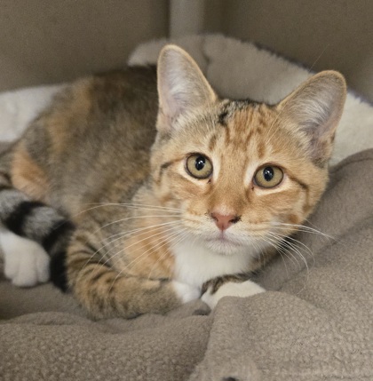 ISABELA - I AM AT PETSMART FRAMINGHAM - Domestic Shorthair / Mix available for adoption