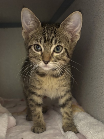 DUMPLING - I AM AT PETSMART NORTHBOROUGH - Domestic Shorthair / Mix available for adoption