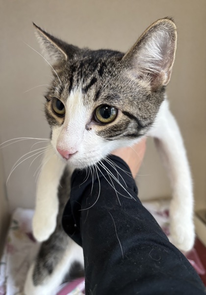 JACKSON - I AM AT PETSMART FRAMINGHAM - Domestic Shorthair / Mix available for adoption