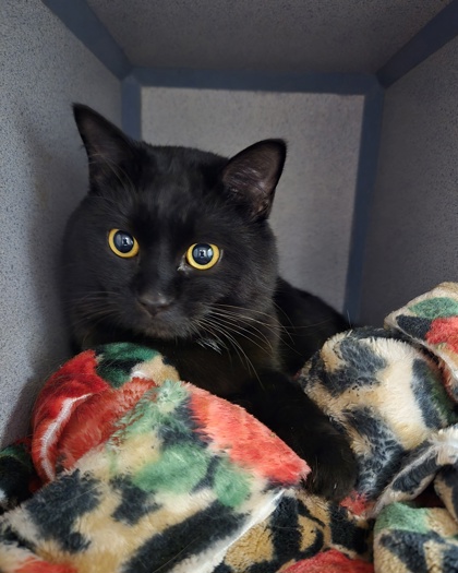 BABY - I AM AT PETSMART NORTHBOROUGH