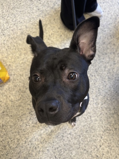 NANI - I AM ON MOBILE ADOPTION UNIT - Pit Bull Terrier / Mix available for adoption