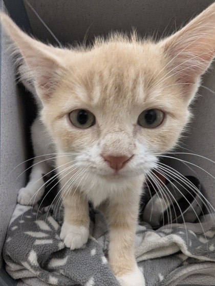 CREAMSICLE - I AM AT PETSMART FRAMINGHAM - Domestic Shorthair / Mix available for adoption