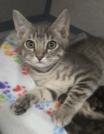 ROSIE - Domestic Shorthair / Mix available for adoption