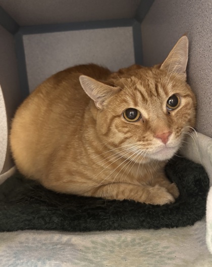 THOMAS O'MALLEY - Domestic Shorthair / Mix for adoption in Worcester