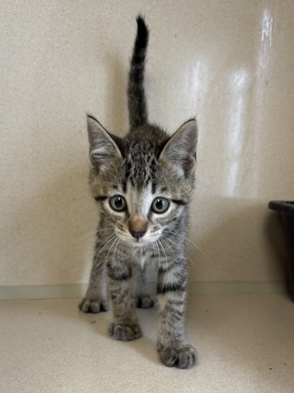 LUKE - I AM AT PETSMART NORTHBOROUGH