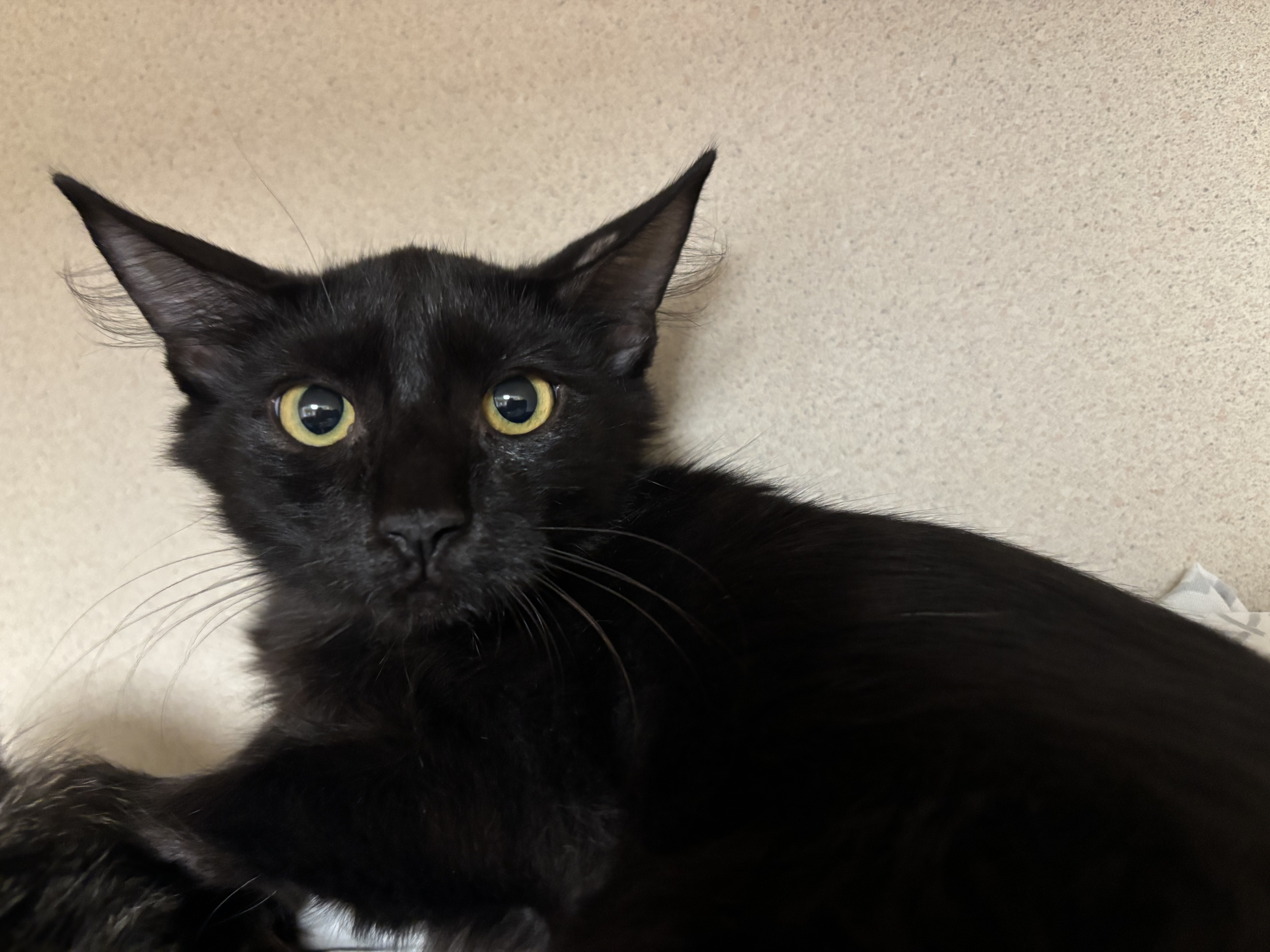 OLIVIA - I AM AT PETSMART NORTHBOROUGH - Domestic Medium Hair / Mix available for adoption