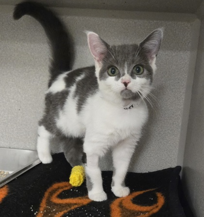 BERRY - Domestic Shorthair / Mix available for adoption