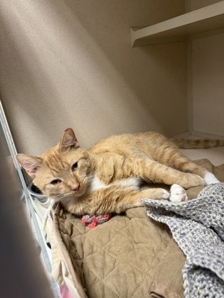 SIMBA- OFFICE CAT - Domestic Shorthair / Mix for adoption in Worcester