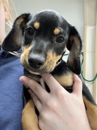 Sid, a 2 months old male Norwegian Elkhound available for adoption from Second Chance Animal Services in East Brookfield, Massachusetts