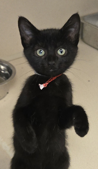 CURLY FRIES-FIV+-I AM AT PETSMART NORTHBORO - Domestic Shorthair / Mix available for adoption