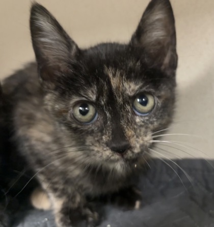 AMARILLA - I AM AT PETSMART FRAMINGHAM - Domestic Shorthair / Mix available for adoption