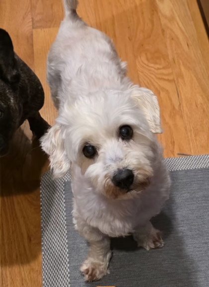 SIMBA - IN FOSTER (CALL TO SCHEDULE A MEET) - Maltese / Mix for adoption in Worcester
