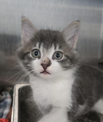 HAMSTER - Domestic Shorthair / Mix available for adoption