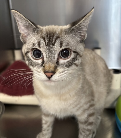 BUSTER - I AM AT PETSMART FRAMINGHAM - Siamese / Mix available for adoption