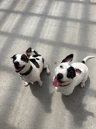 JACKIE & DAISY BONDED PAIR - American Pit Bull Terrier / Mix available for adoption