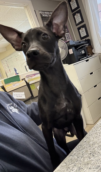 ANUBIS - Mixed Breed, Large (over 44 lbs fully grown) / Mix available for adoption