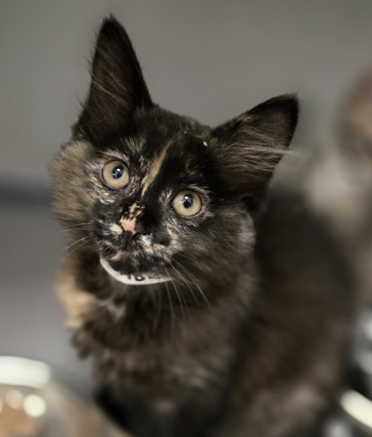 SABRINA - I AM AT PETSMART NORTHBOROUGH - Domestic Shorthair / Mix available for adoption