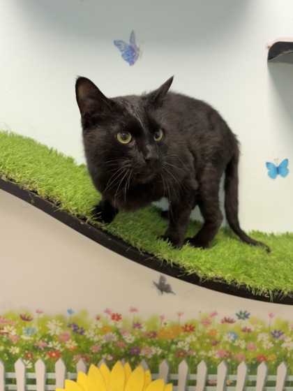 OCTOBER - Domestic Shorthair / Mix available for adoption