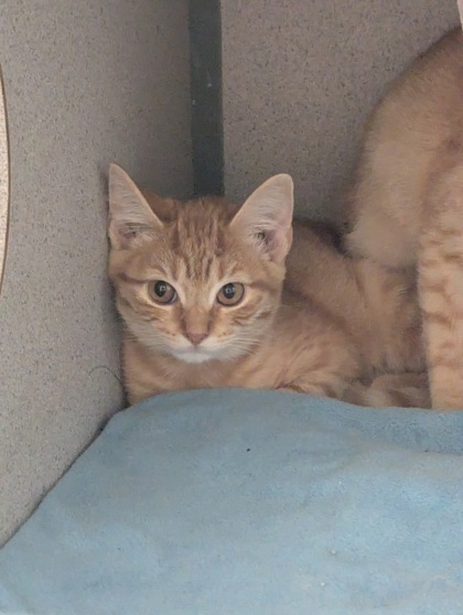 CHLOE - I AM AT PETSMART NORTHBOROUGH - Domestic Shorthair / Mix available for adoption