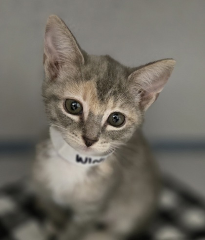 WINIFRED - I AM AT PETSMART NORTHBOROUGH - Domestic Shorthair / Mix available for adoption