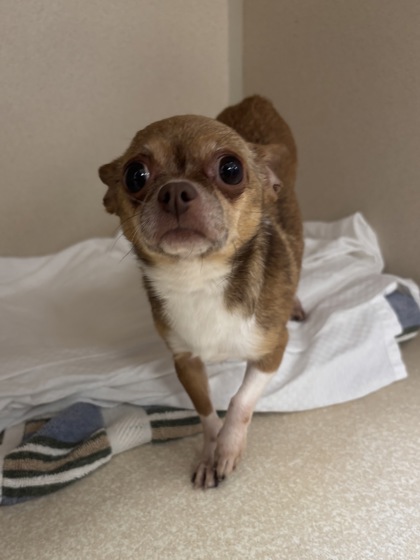 AUDI - Short Coat Chihuahua / Mix available for adoption